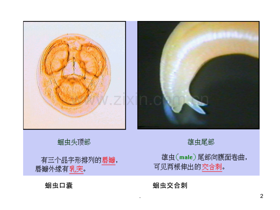 寄生虫实验考核资料.ppt_第2页