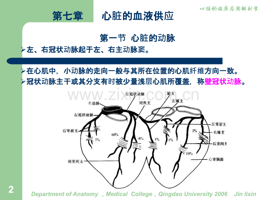 心脏的临床应用解剖7血管ppt课件.ppt_第2页