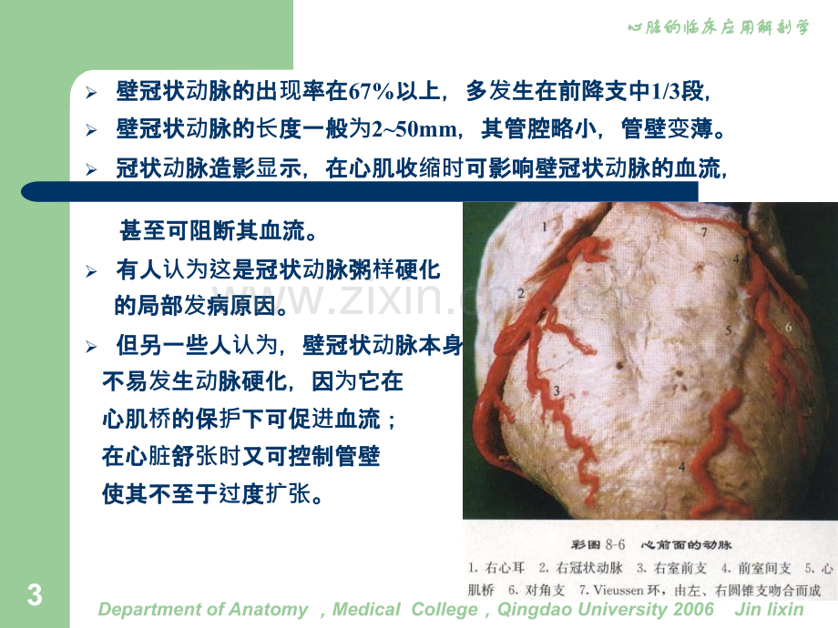 心脏的临床应用解剖7血管ppt课件.ppt_第3页