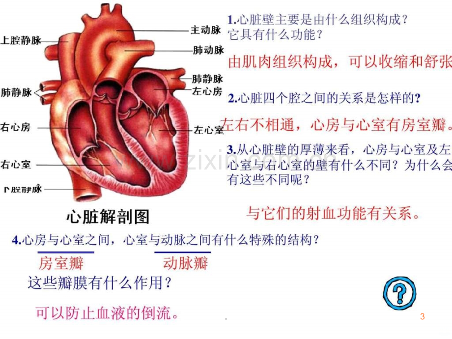 心脏与血液循环.ppt_第3页