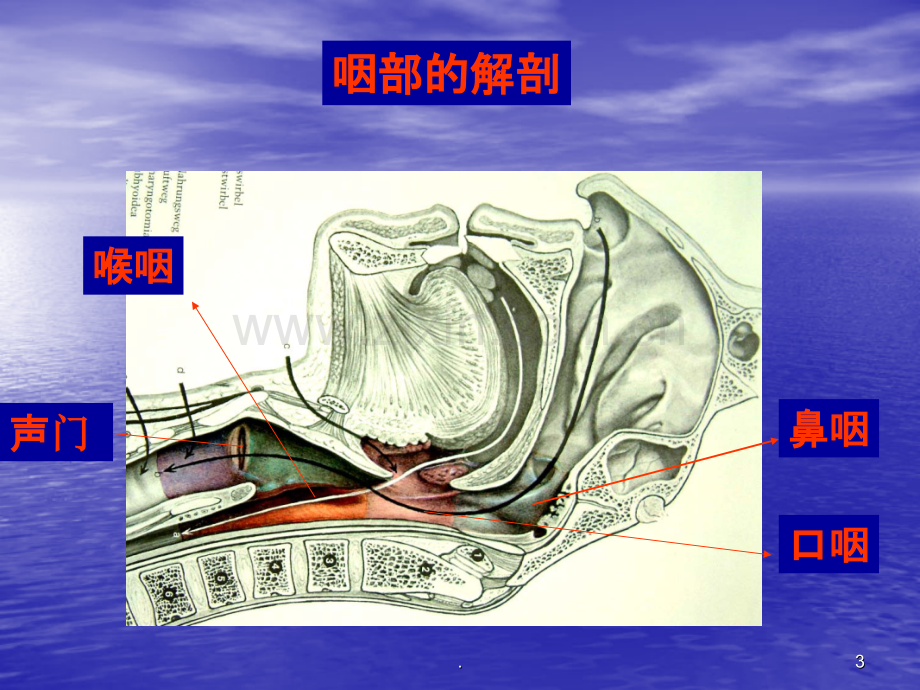 成人气管插管.ppt_第3页