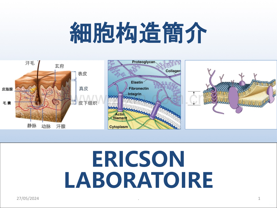 细胞学皮肤结构.ppt_第1页