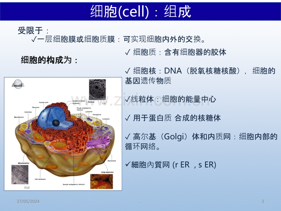 细胞学皮肤结构.ppt_第2页