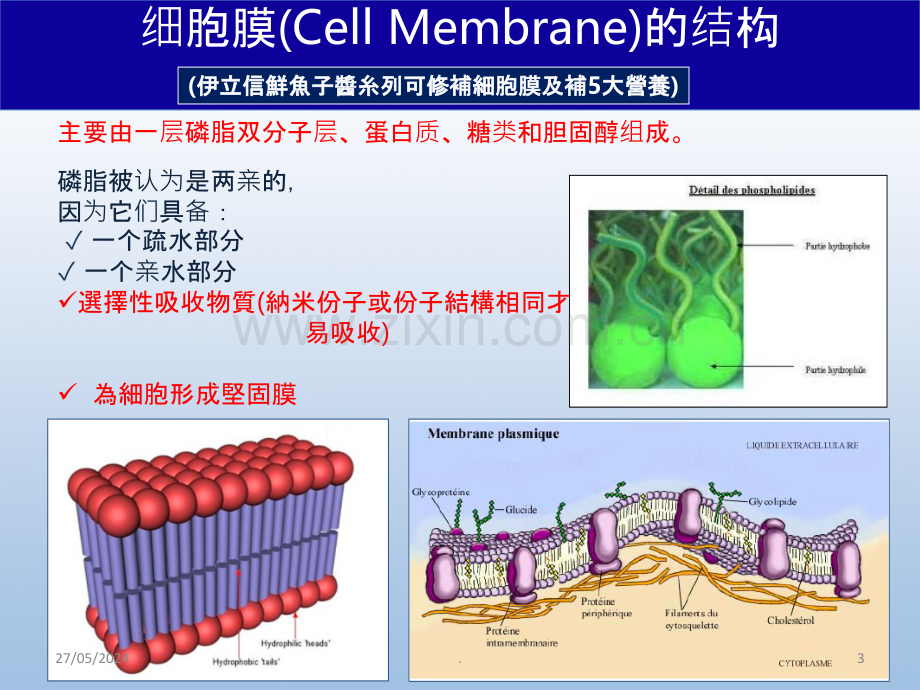 细胞学皮肤结构.ppt_第3页