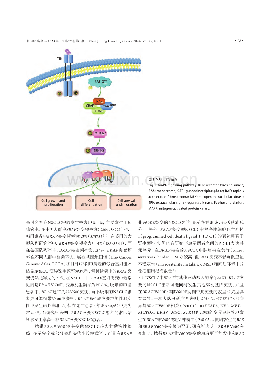 BRAF突变在非小细胞肺癌中的研究进展.pdf_第3页