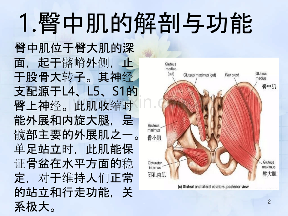 臀中肌损伤与治疗.ppt_第2页