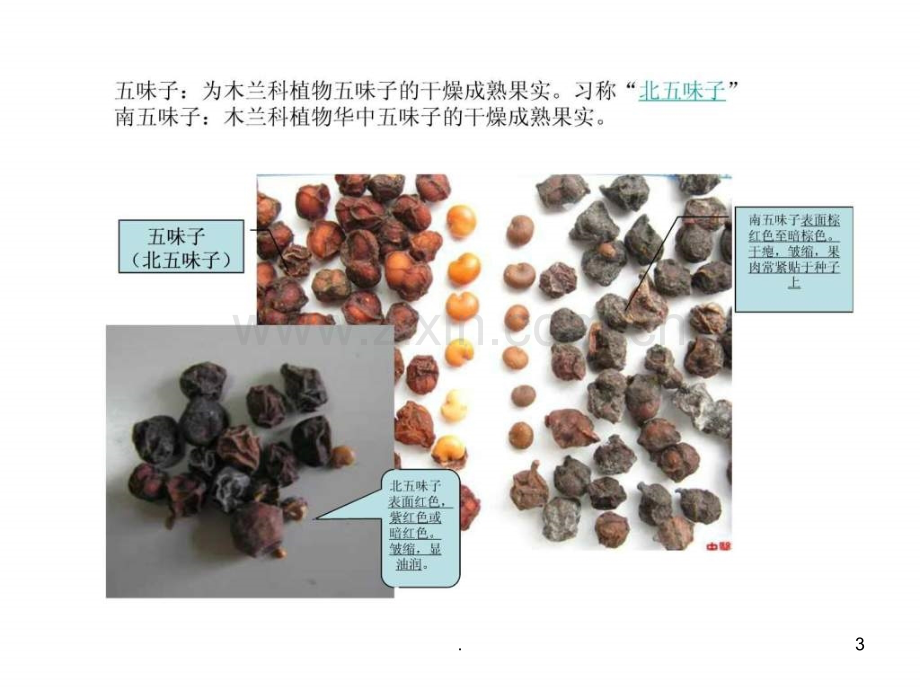 中药真伪鉴别-中医中药-医药卫生-专业资料ppt课件.ppt_第3页