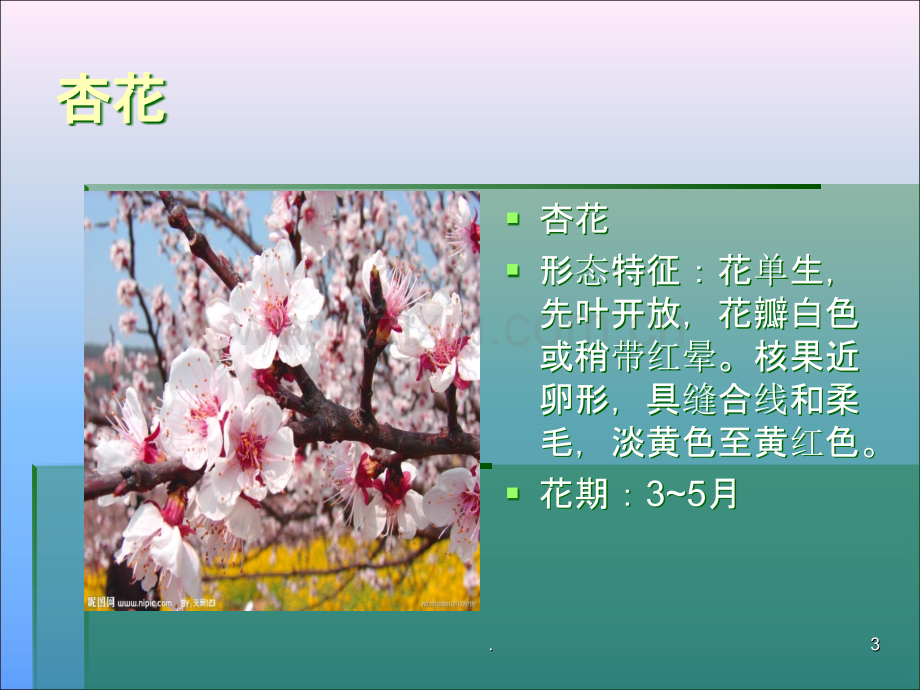 春天的花.ppt_第3页