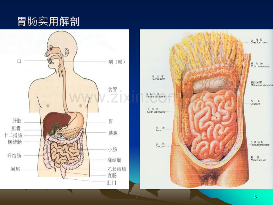 胃肠超声造影.ppt_第3页