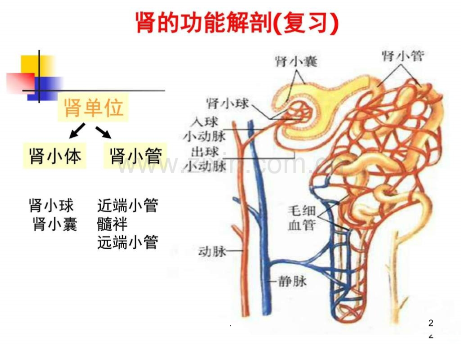 年肾功能不全(学时)ppt课件.ppt_第2页