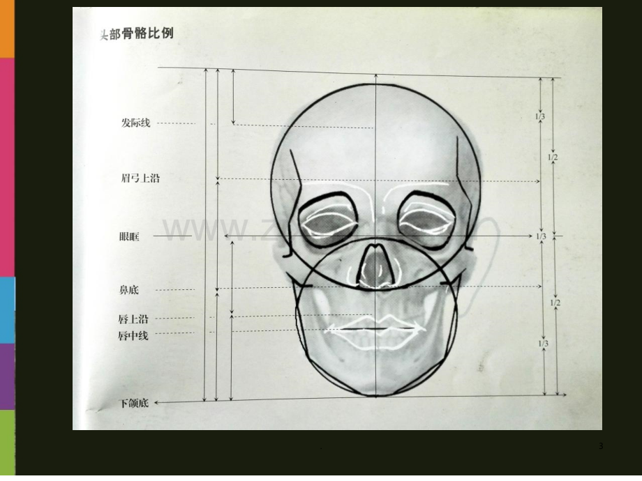 素描头骨与肌肉.ppt_第3页