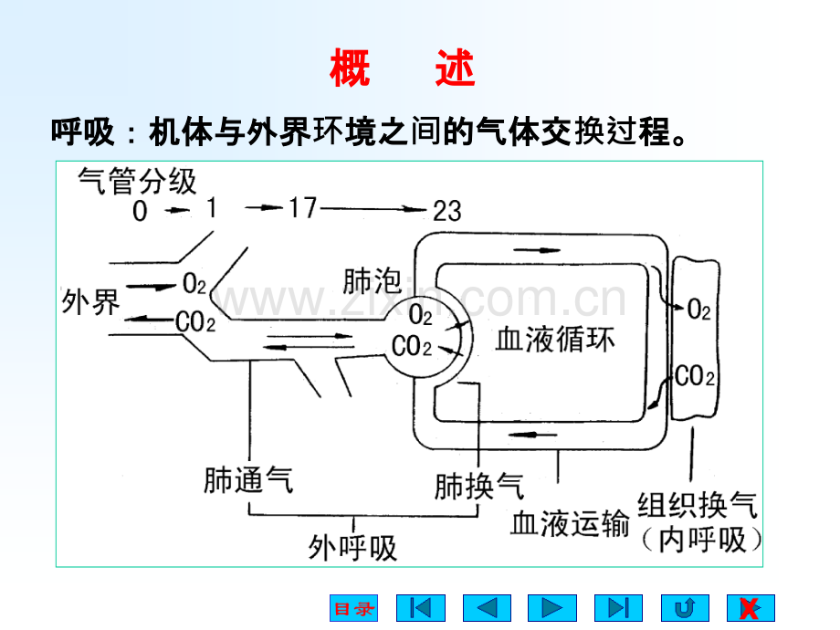 生理学第五章：呼吸.ppt_第2页