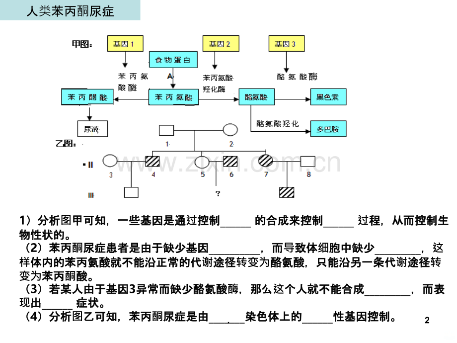 转录和翻译.ppt_第2页