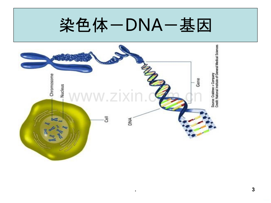 转录和翻译.ppt_第3页