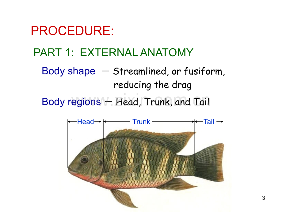 罗非鱼解剖.ppt_第3页