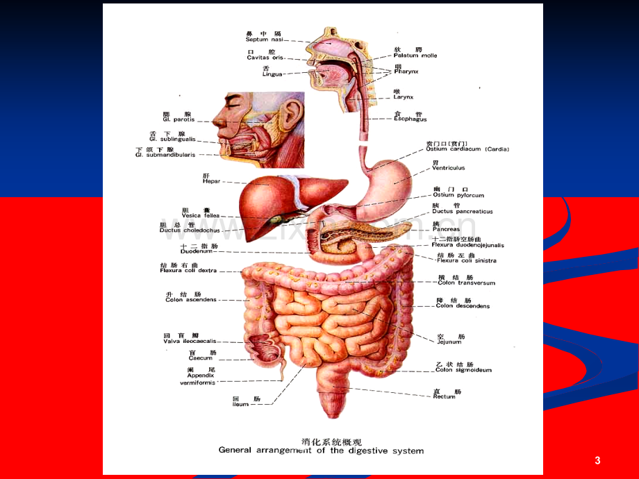 人体解剖生理学消化系统的结构与功能.ppt_第3页