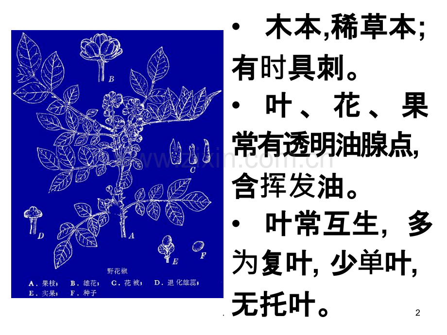 药用植物学芸香科完整ppt课件.ppt_第2页