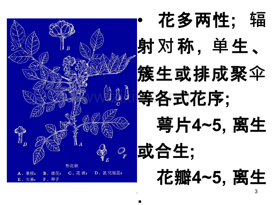 药用植物学芸香科完整ppt课件.ppt_第3页