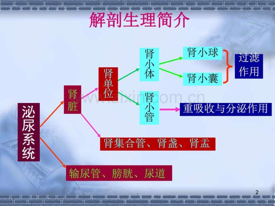 年月业务学习(付主任)肾动态显像及护理配合ppt课件.ppt_第2页