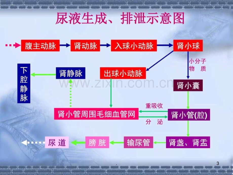 年月业务学习(付主任)肾动态显像及护理配合ppt课件.ppt_第3页