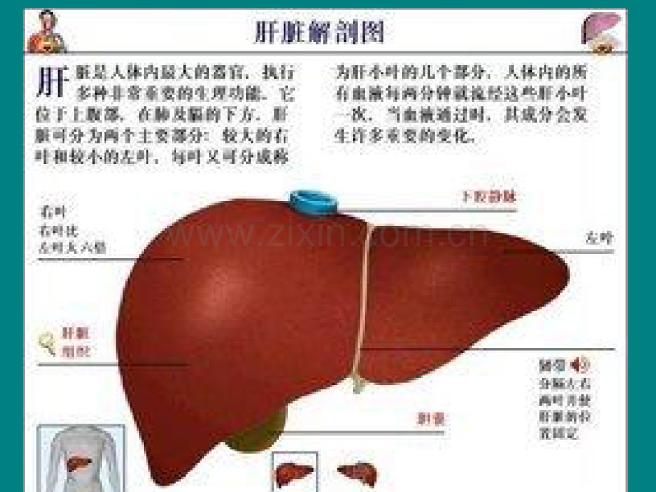 肝胆疾病的外科治疗.pdf_第3页