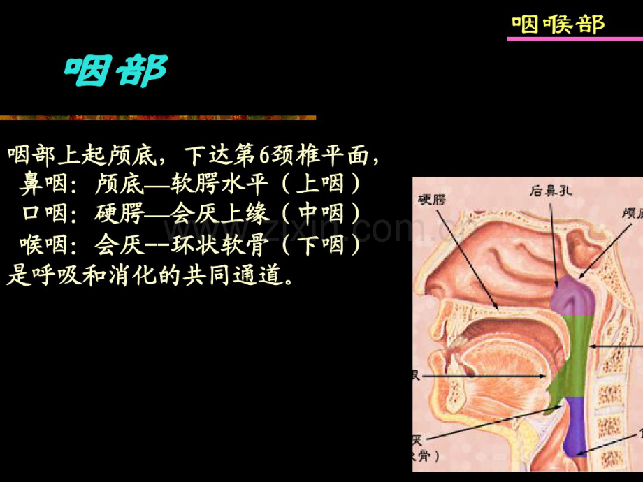 咽喉疾病影像诊断.pdf_第2页