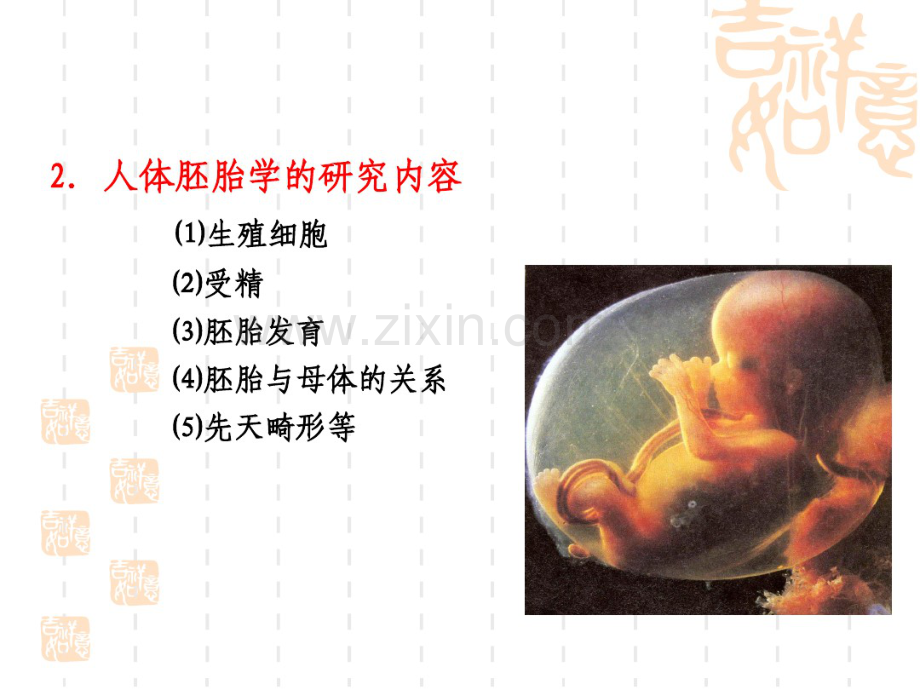 人体胚胎发育-(2).pdf_第2页