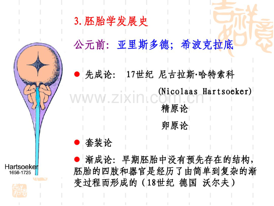 人体胚胎发育-(2).pdf_第3页