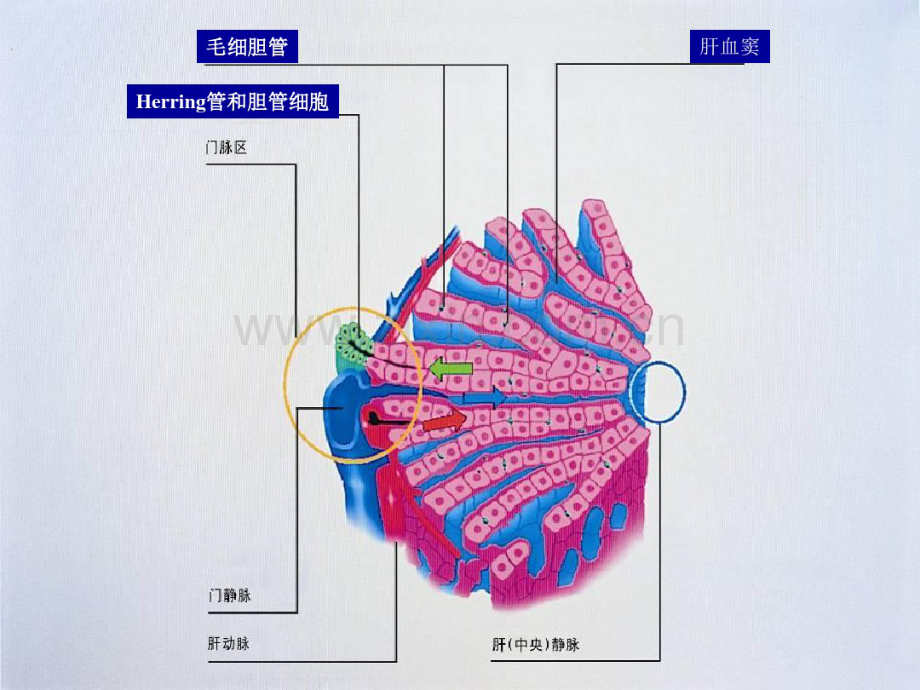 外科黄疸.pdf_第3页