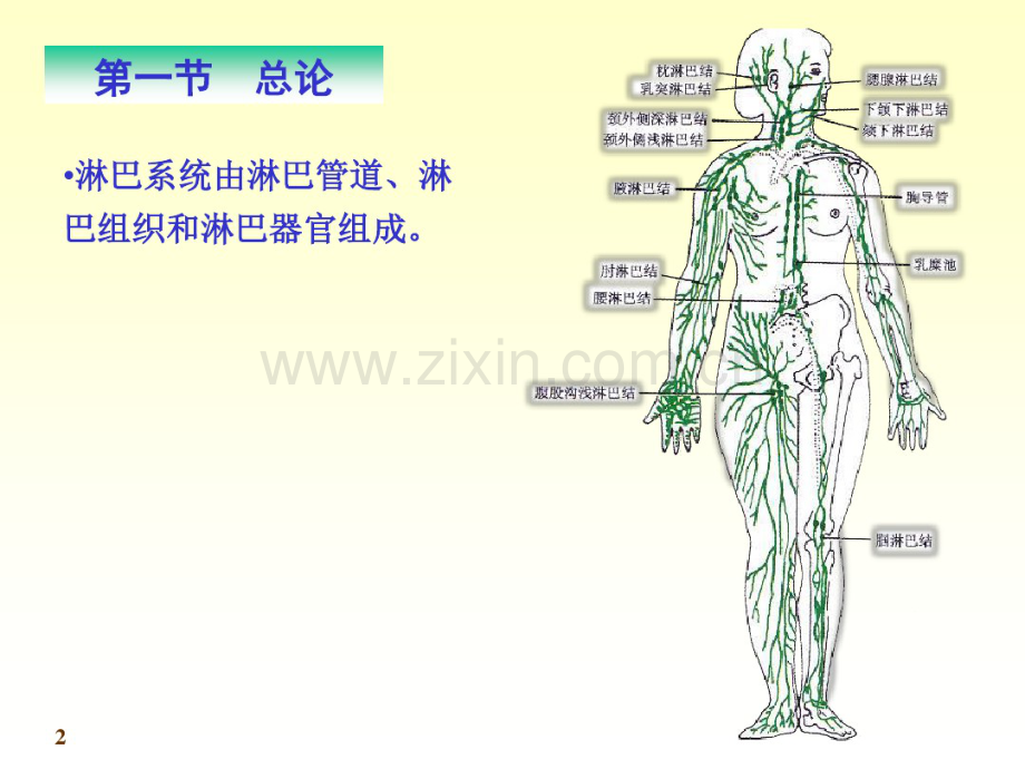 淋巴组织.pdf_第2页