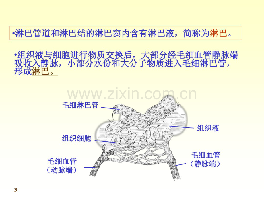 淋巴组织.pdf_第3页