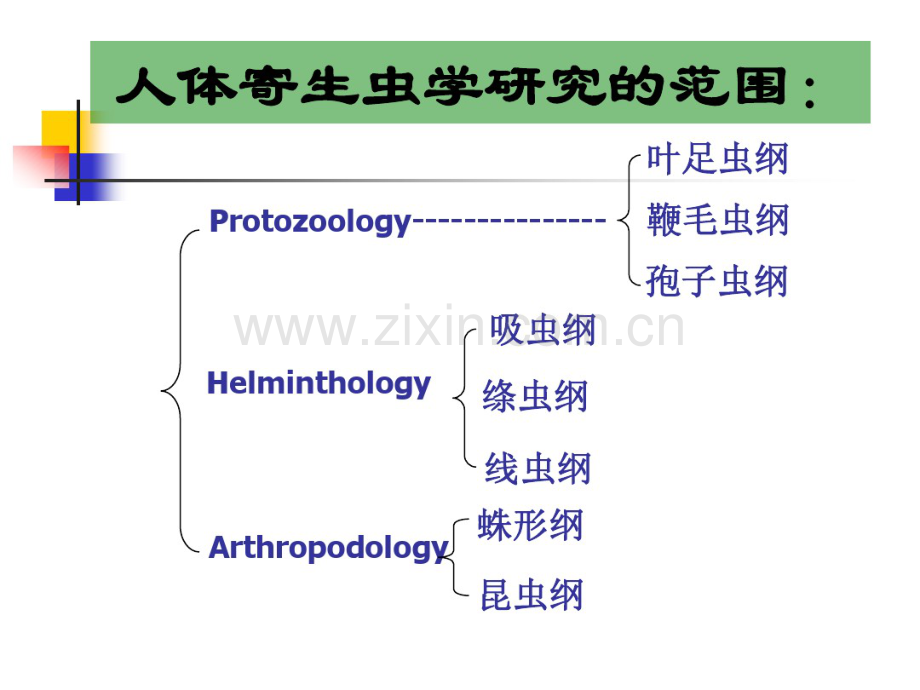 1、总论、蛲虫(邹).pdf_第3页