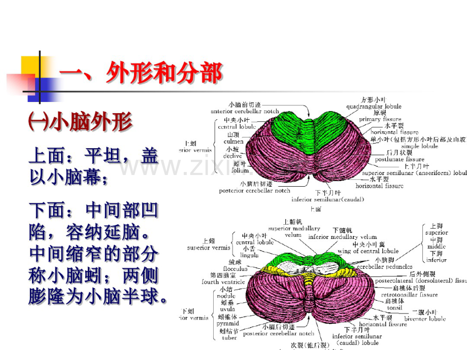 小脑解剖.pdf_第3页