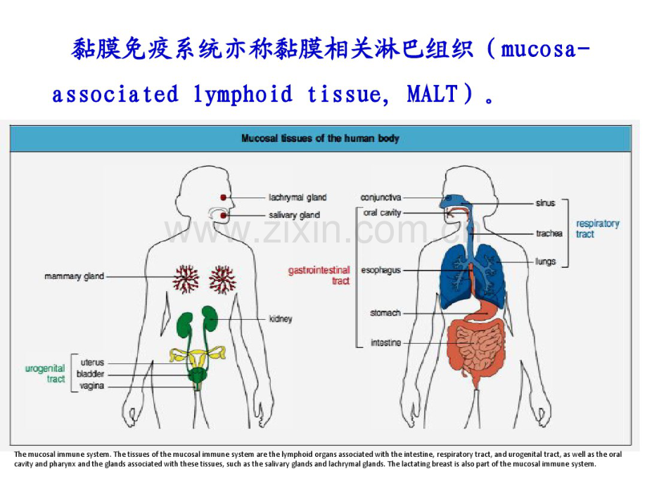 9.黏膜免疫研究生.pdf_第3页