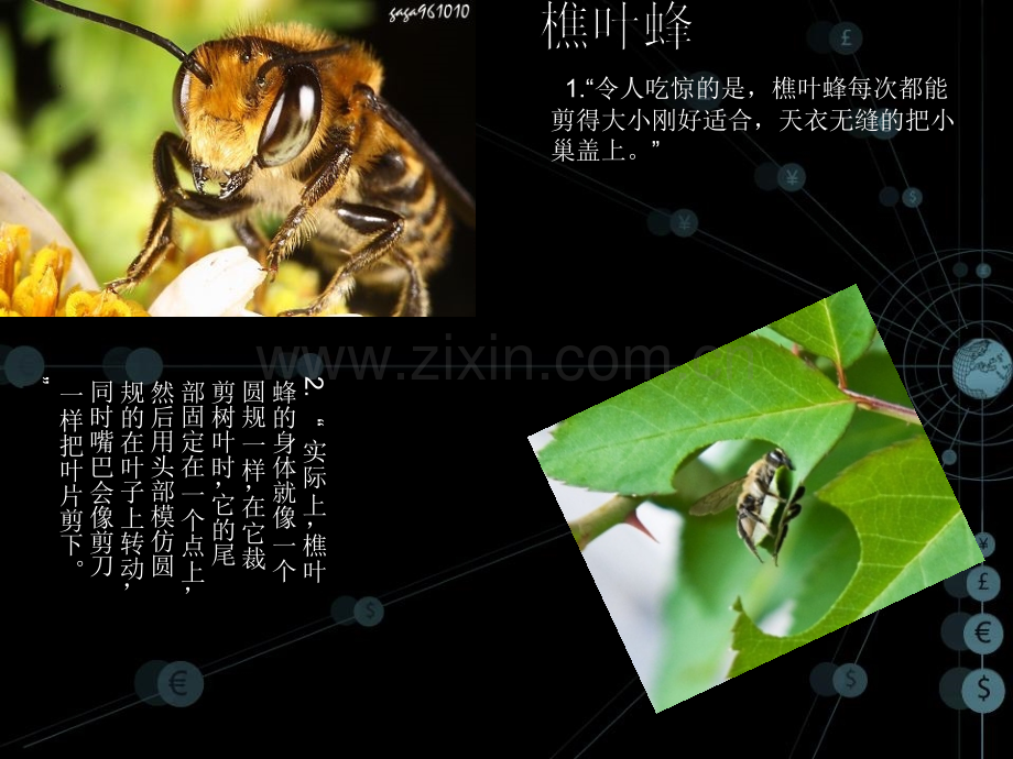 《昆虫记》蜜蜂的ppt.ppt_第2页