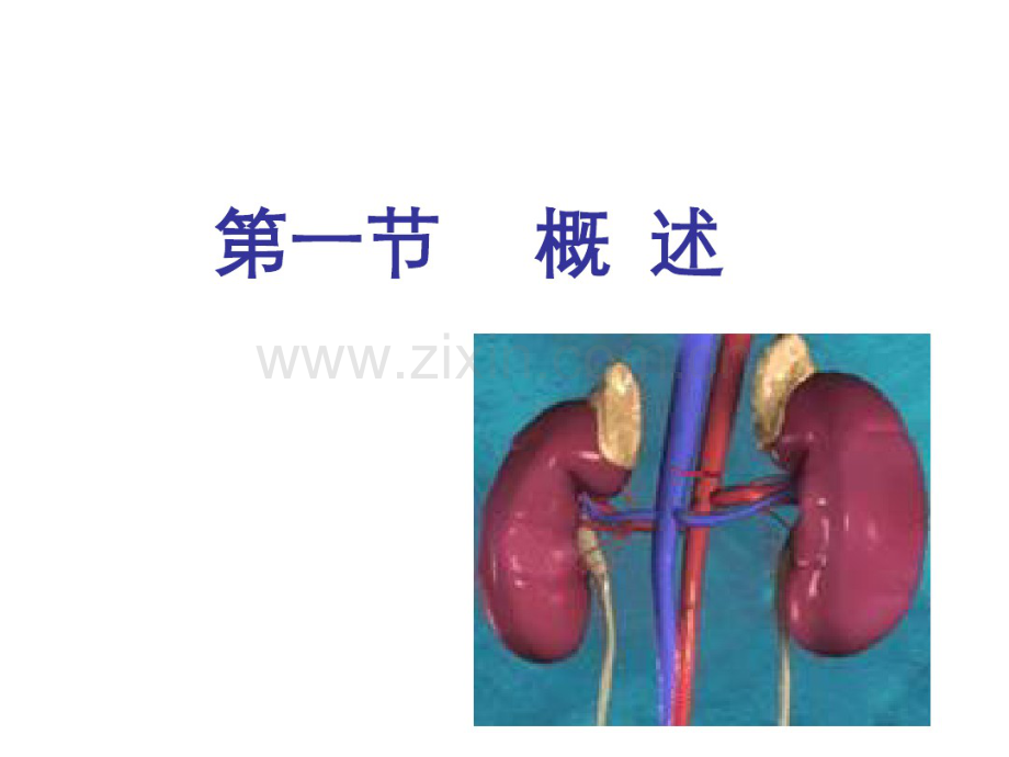 动物病理学13第十三章肾功能不全.pdf_第3页