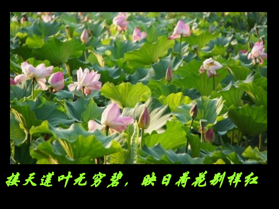 大自然的色彩.ppt_第3页