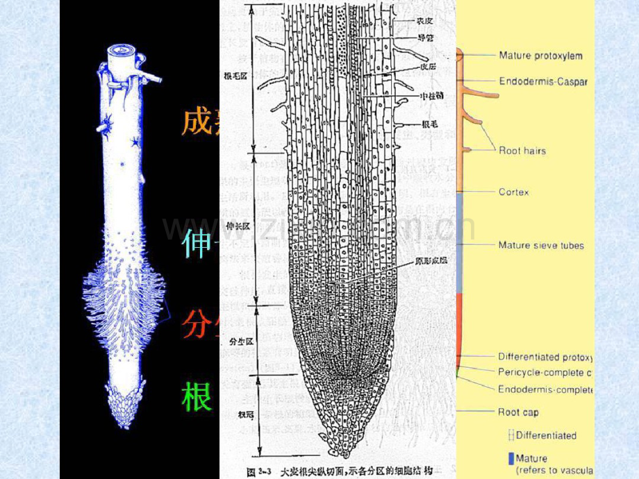 组成细胞的分子-细胞中的元素和化合物.pdf_第1页