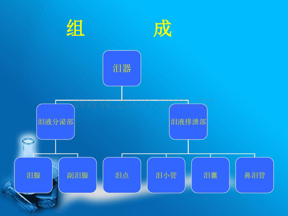 泪器解剖.pdf_第2页