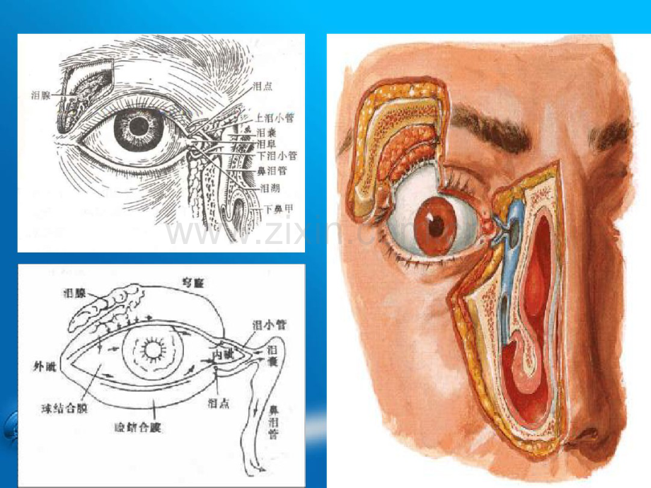 泪器解剖.pdf_第3页