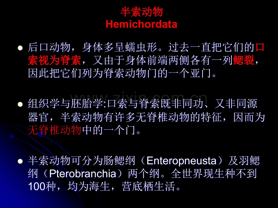 半索动物门-尾索动物门-头索动物门.ppt_第1页