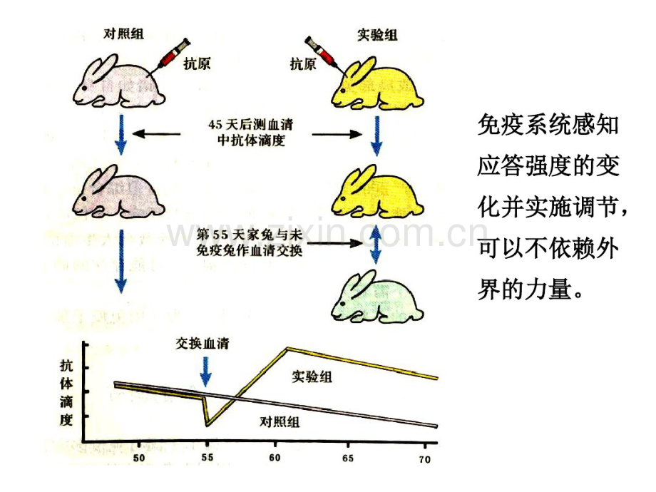 医学免疫学第6版课件-免疫调节.pdf_第3页