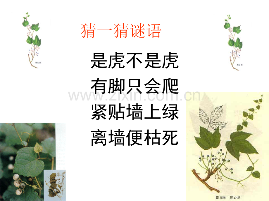 爬山虎的脚.ppt_第1页