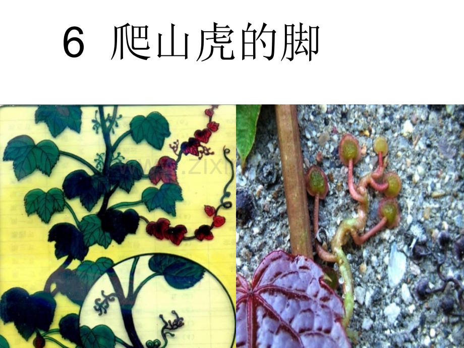 爬山虎的脚.ppt_第2页