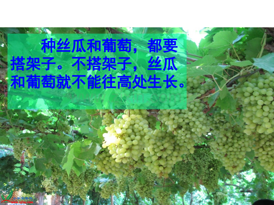 爬山虎的脚.ppt_第3页