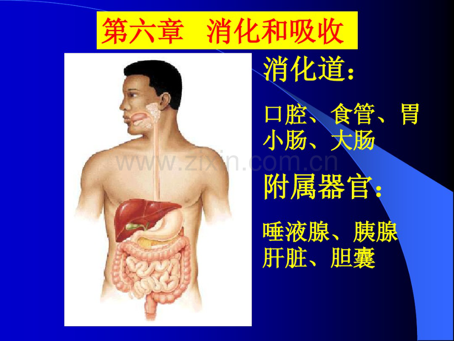 第六章消化.pdf_第1页