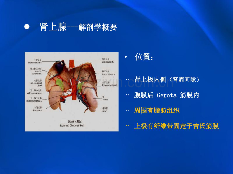 肾上腺常见疾病影像学(20190827192706).pdf_第3页