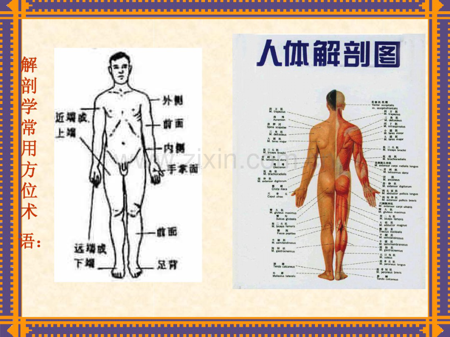 医学基础运动、消化、呼吸、循环.pdf_第3页