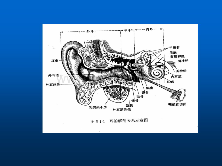 耳的解剖.pdf_第3页