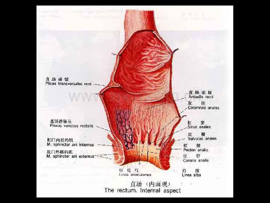 肛肠外科.pdf_第3页